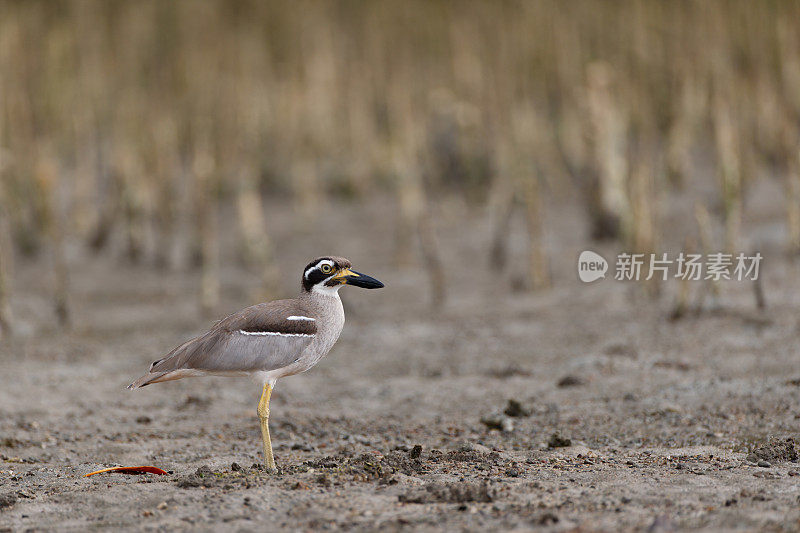 海鸟:成年海滩粗膝鹬(Esacus magnirostris)，又名海滩石鸻。